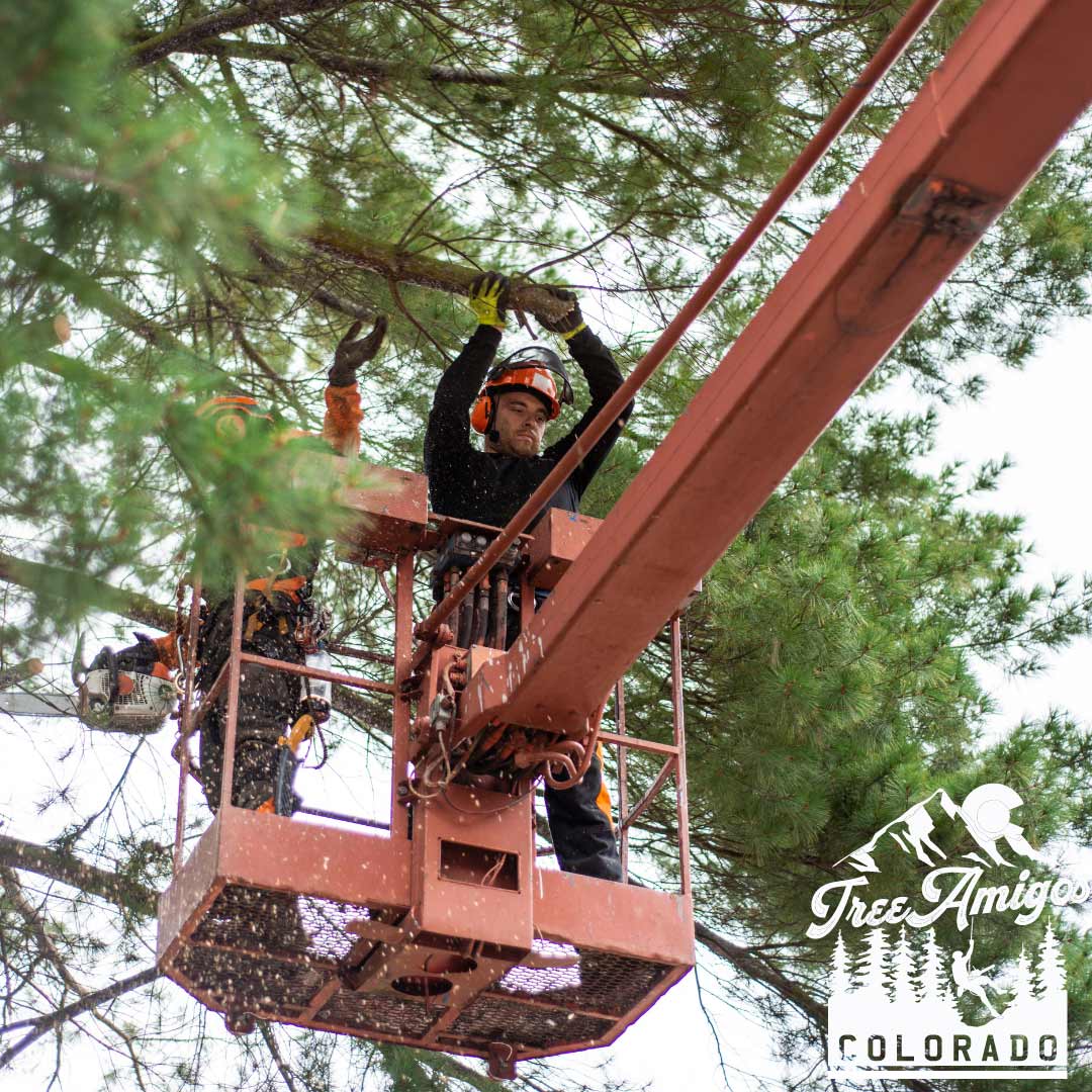 Platform Cutting — Littleton, CO — Tree Amigos Colorado
