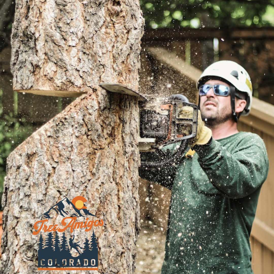 Tree Removal Service — Littleton, CO — Tree Amigos Colorado