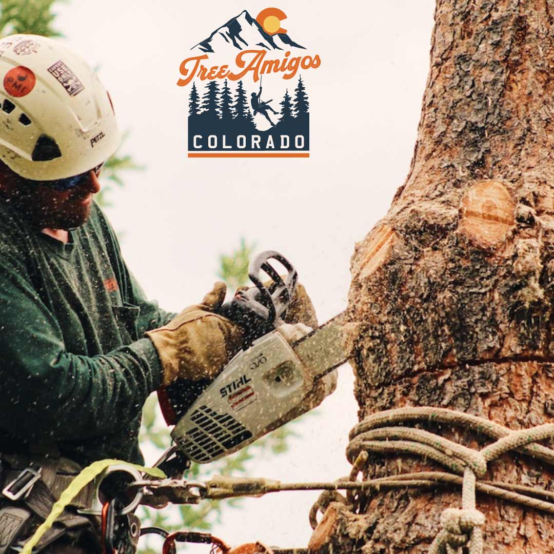 Cutting the Tree — Littleton, CO — Tree Amigos Colorado