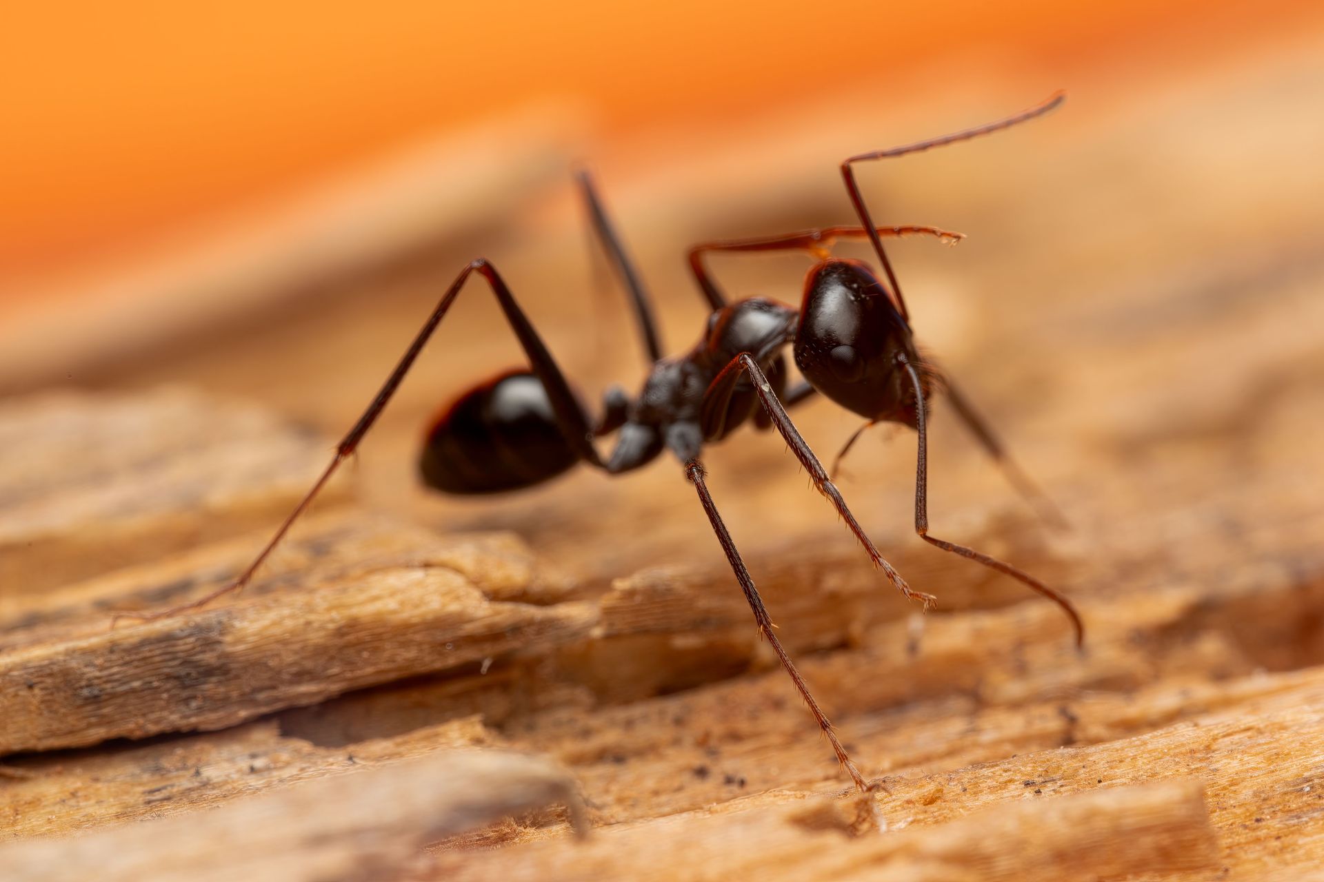 Close-up of a black ant on a textured wooden surface with a blurred orange background