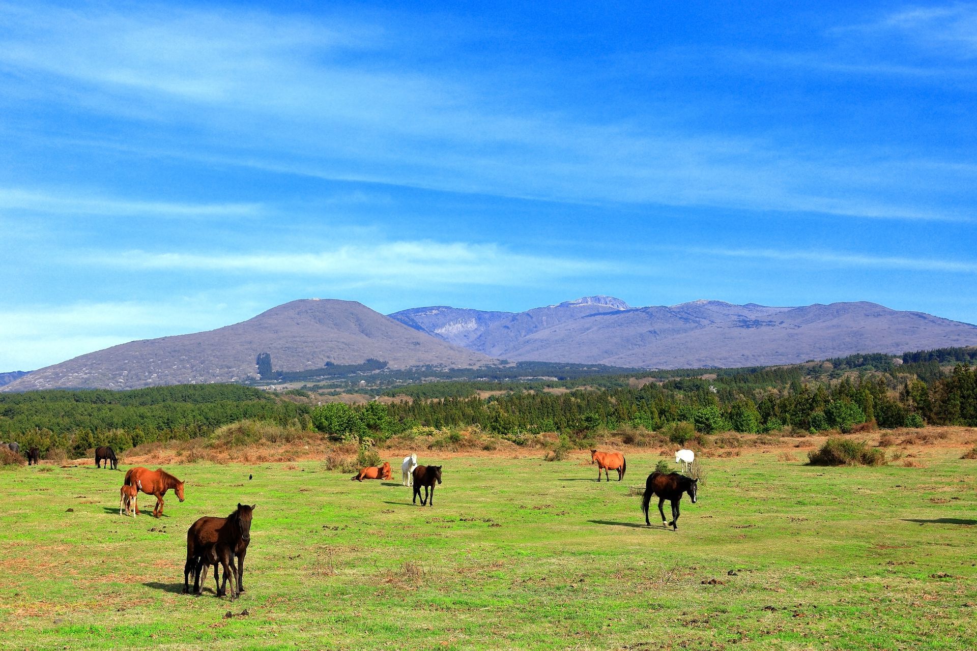 A herd of horses grazing in a grassy field with mountains in the background.