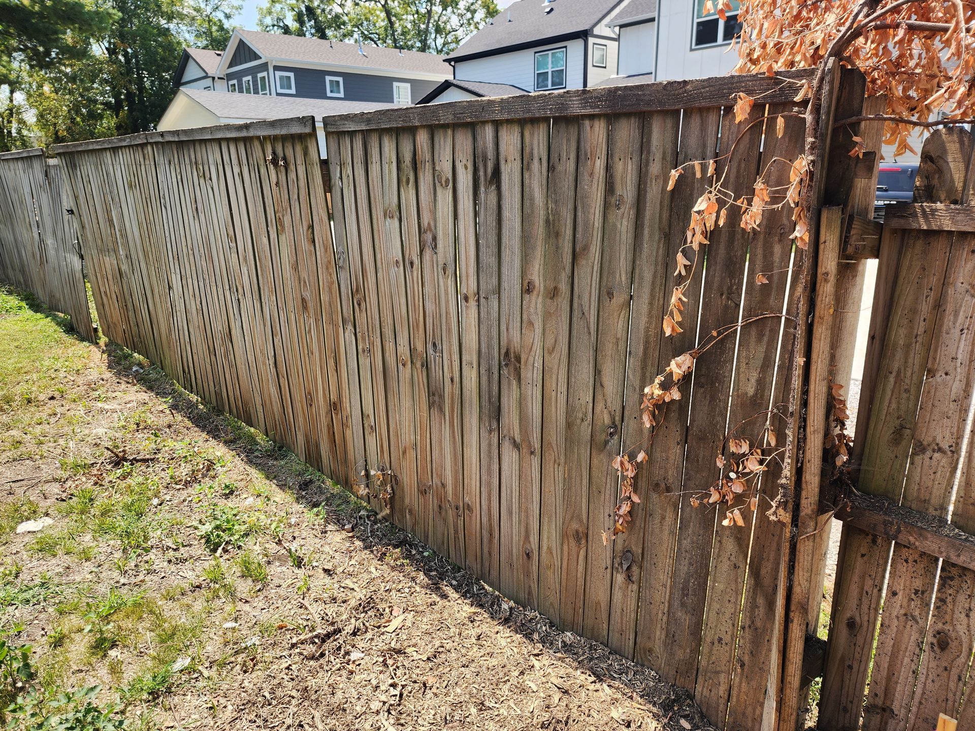 Wooden fence in a yard, with some lattice sections. A few dead vines are on the fence.