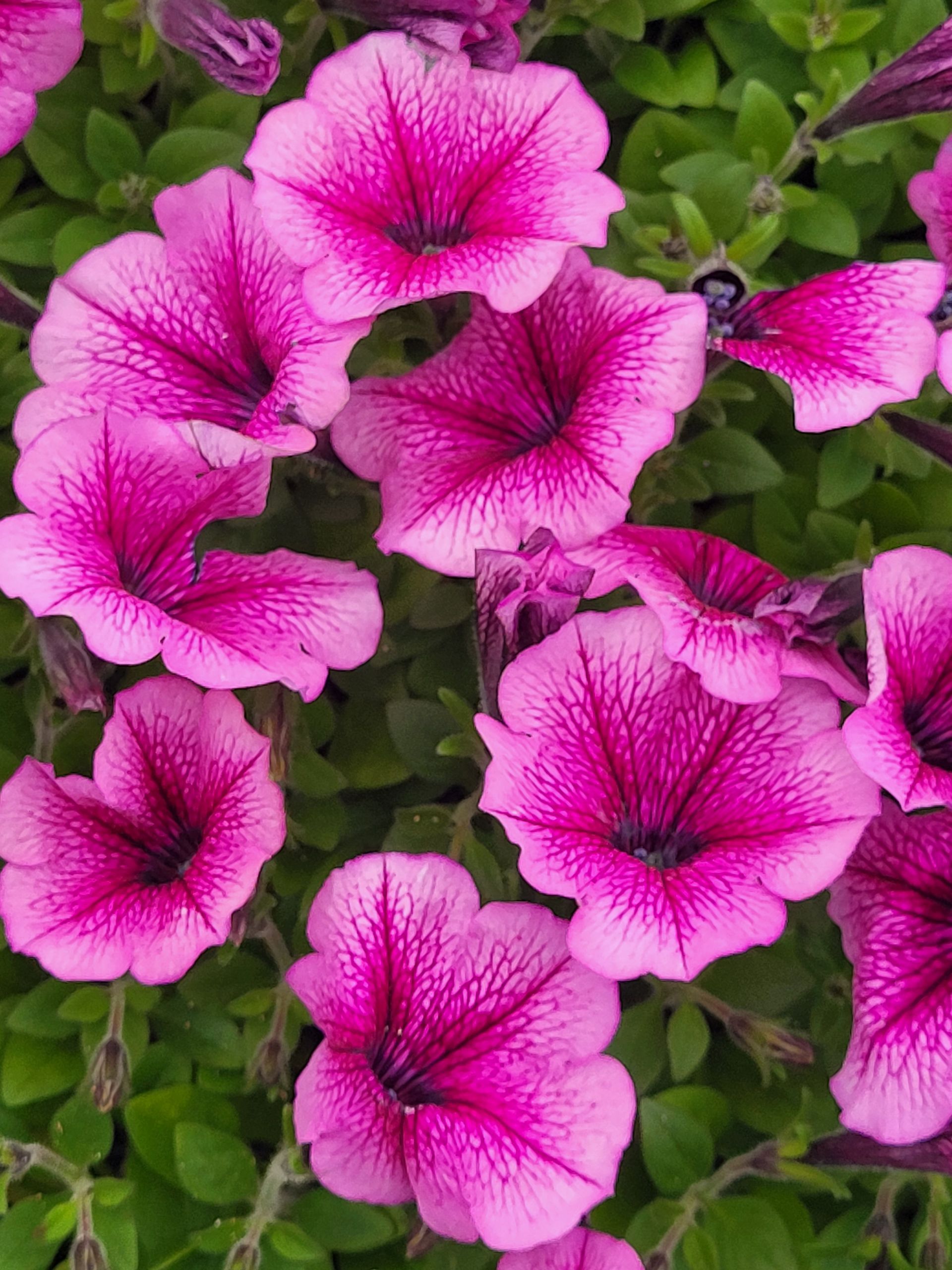 Pink Petunias are available at The Petal Patch in Fremont, OH