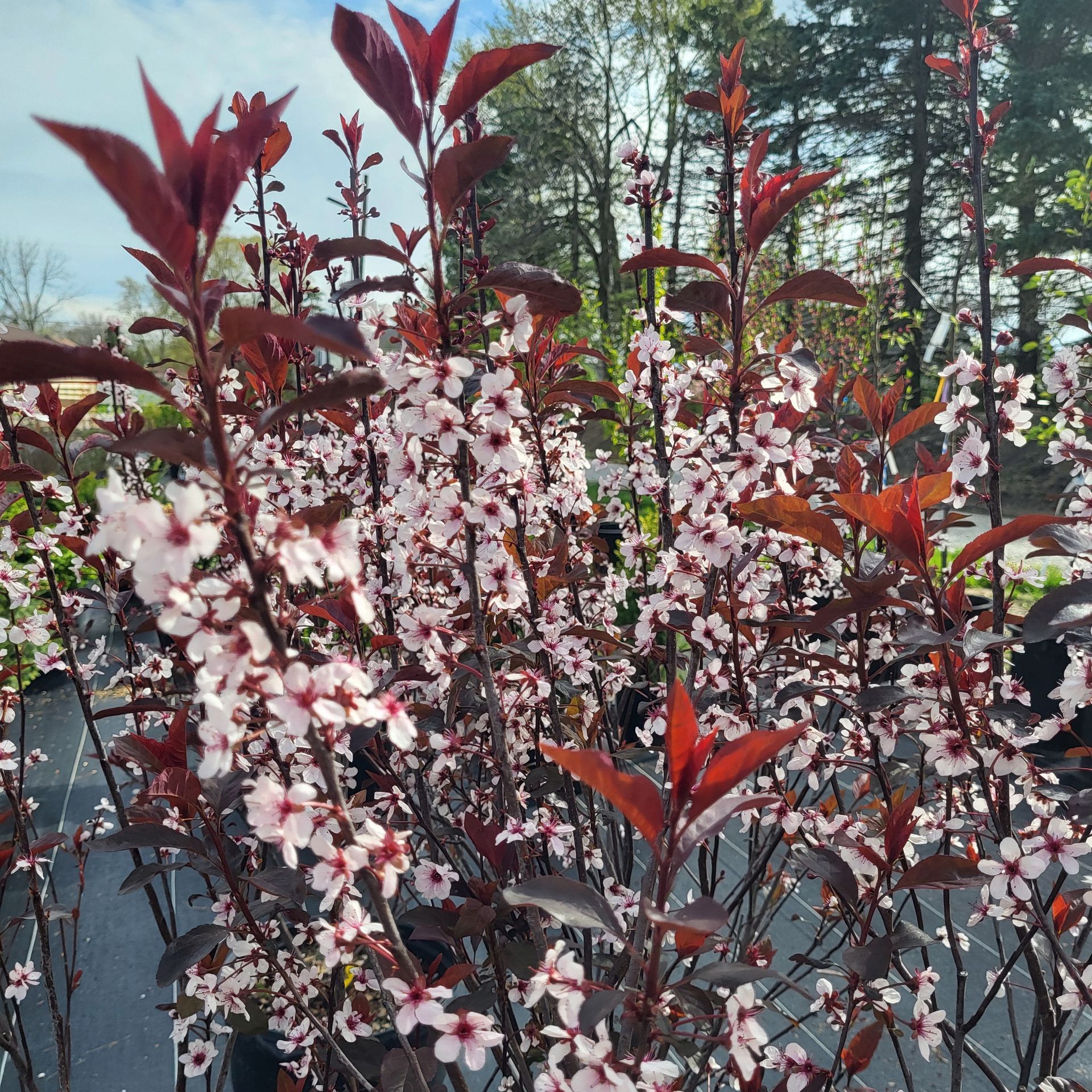 Cherry blossoms at The Petal Patch greenhouse in Fremont, OH