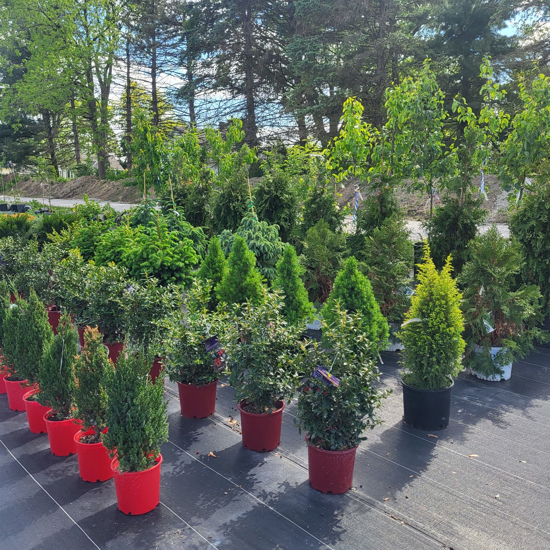 A bunch of potted plants are lined up in a row at The Petal Patch greenhouse in Fremont, OH