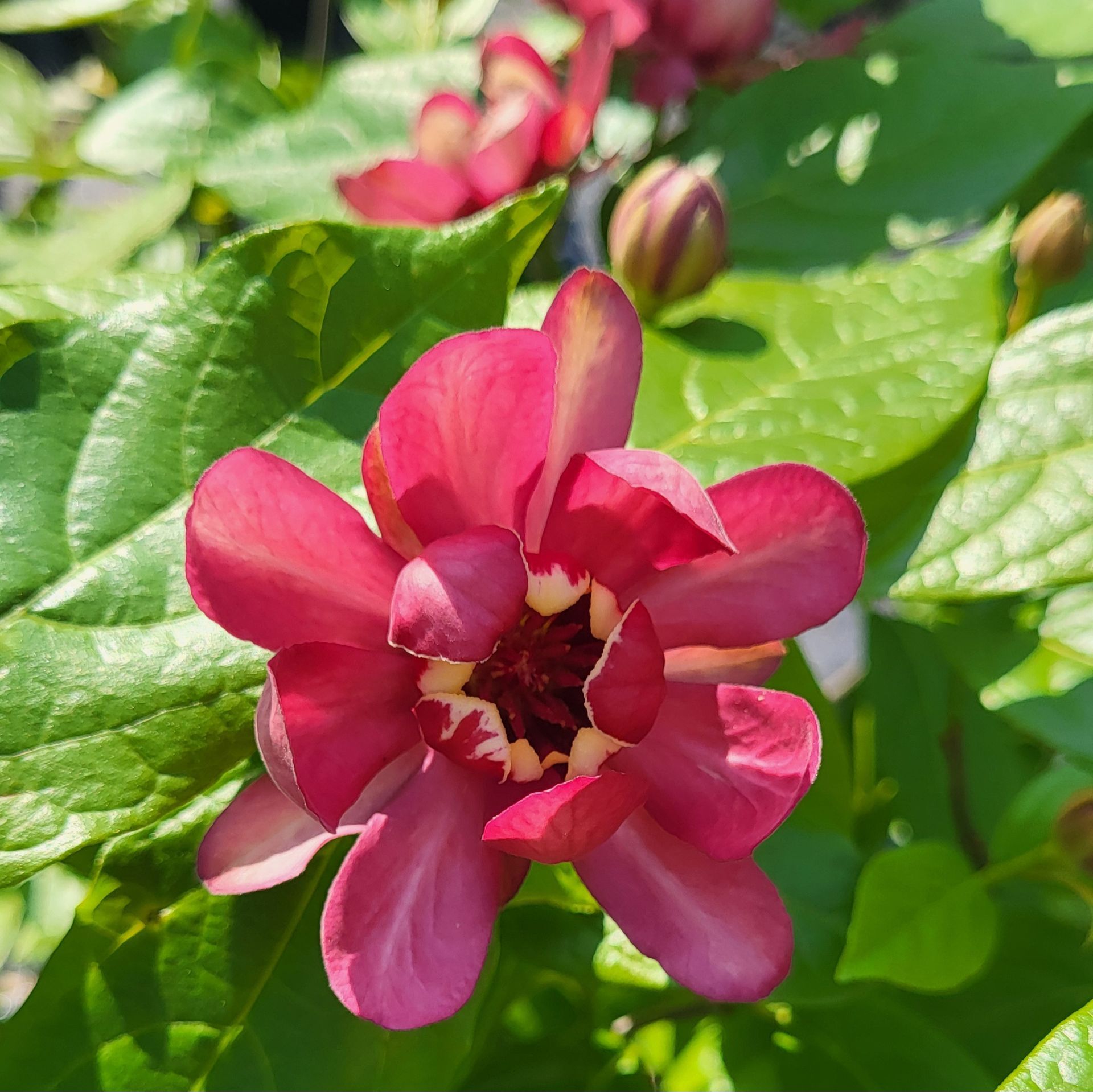 A close up of a pink flower surrounded by green leaves at The Petal Patch greenhouse in Fremont, OH