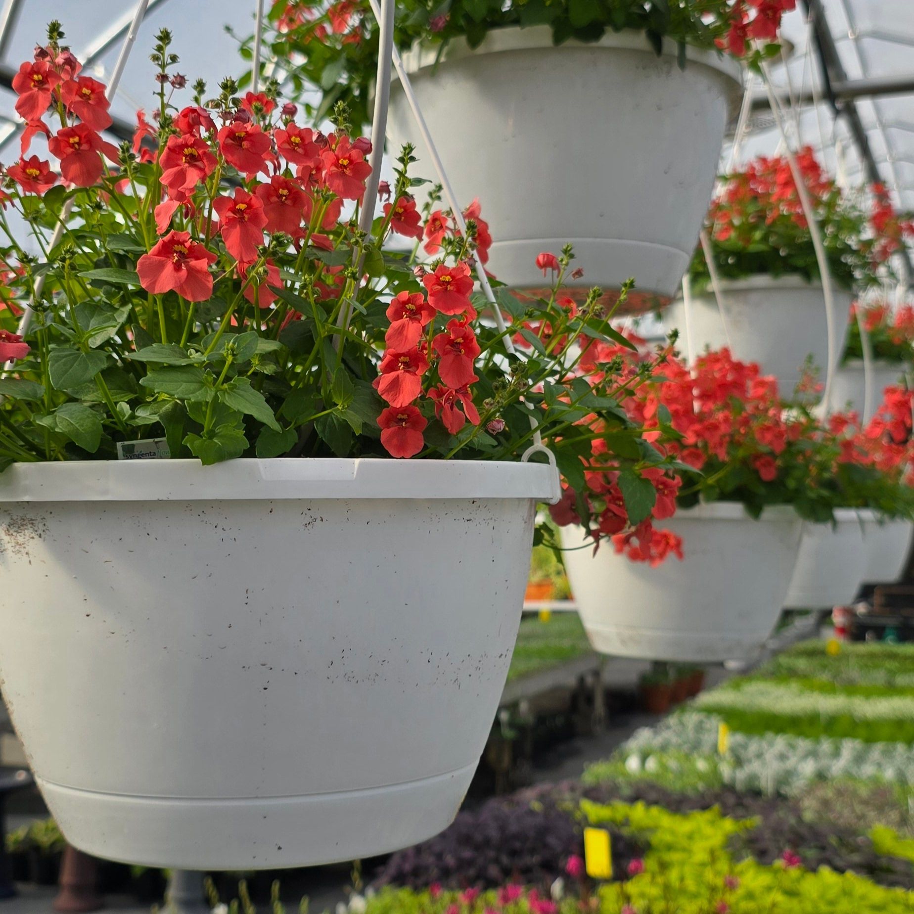 A variety of hanging baskets are available for sale at The Petal Patch greenhouse in Fremont, OH