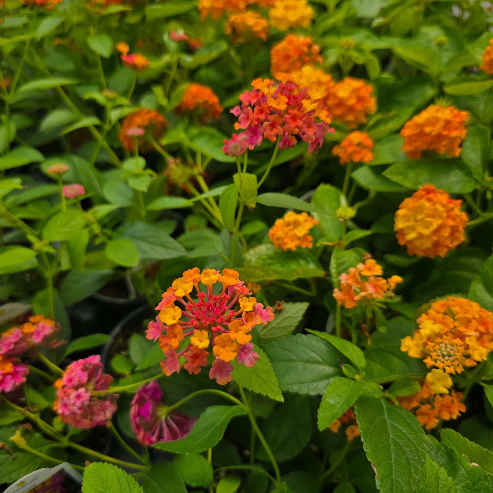 Lantana growing at The Petal Patch in Fremont, OH