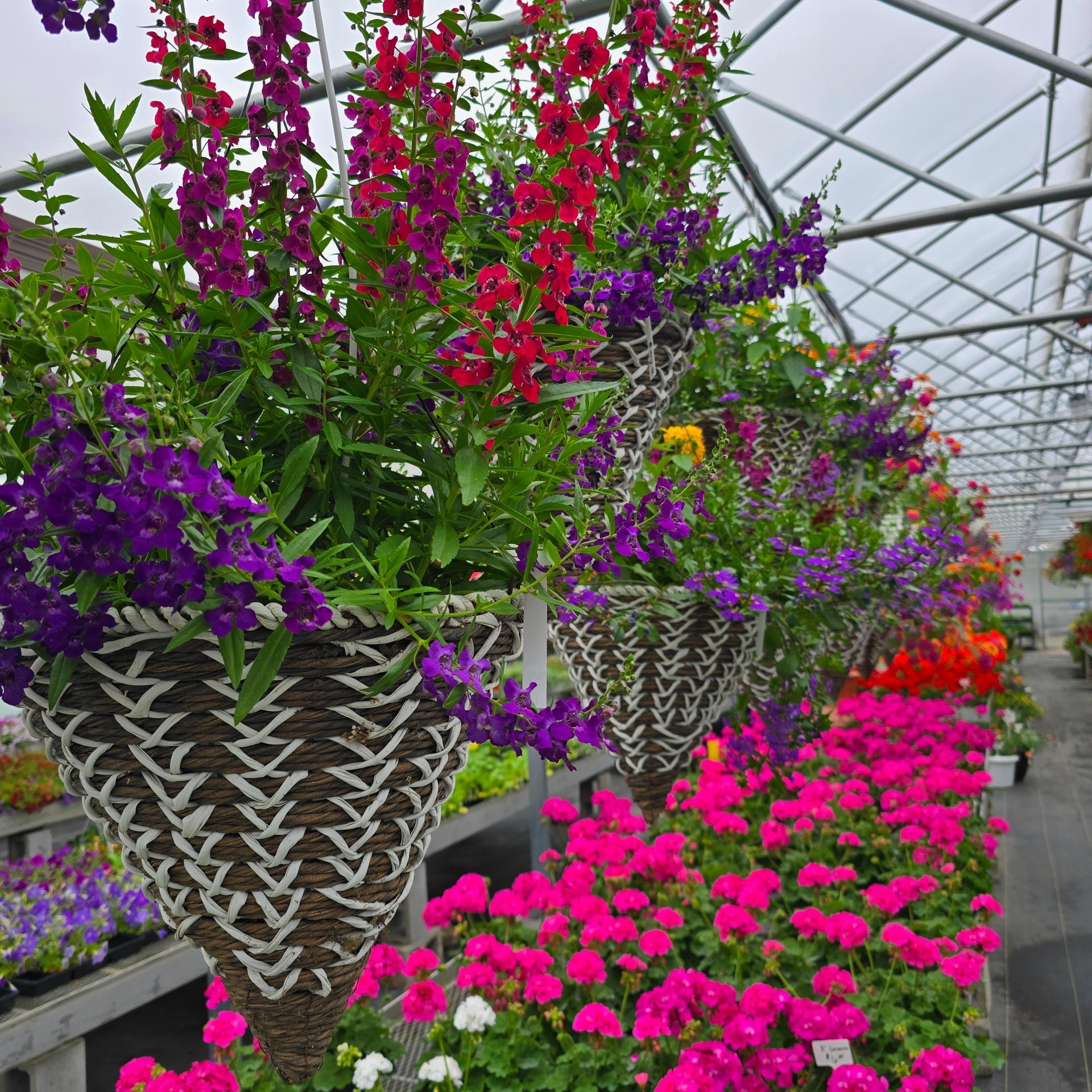 Hanging baskets available at The Petal Patch greenhouse in Fremont, OH