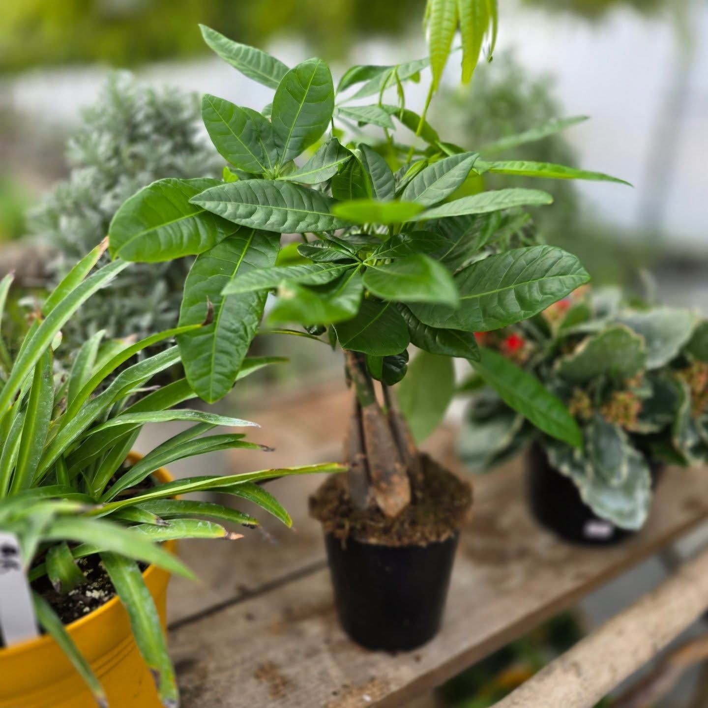 Potted plants available for sale at The Petal Patch greenhouse in Fremont, OH