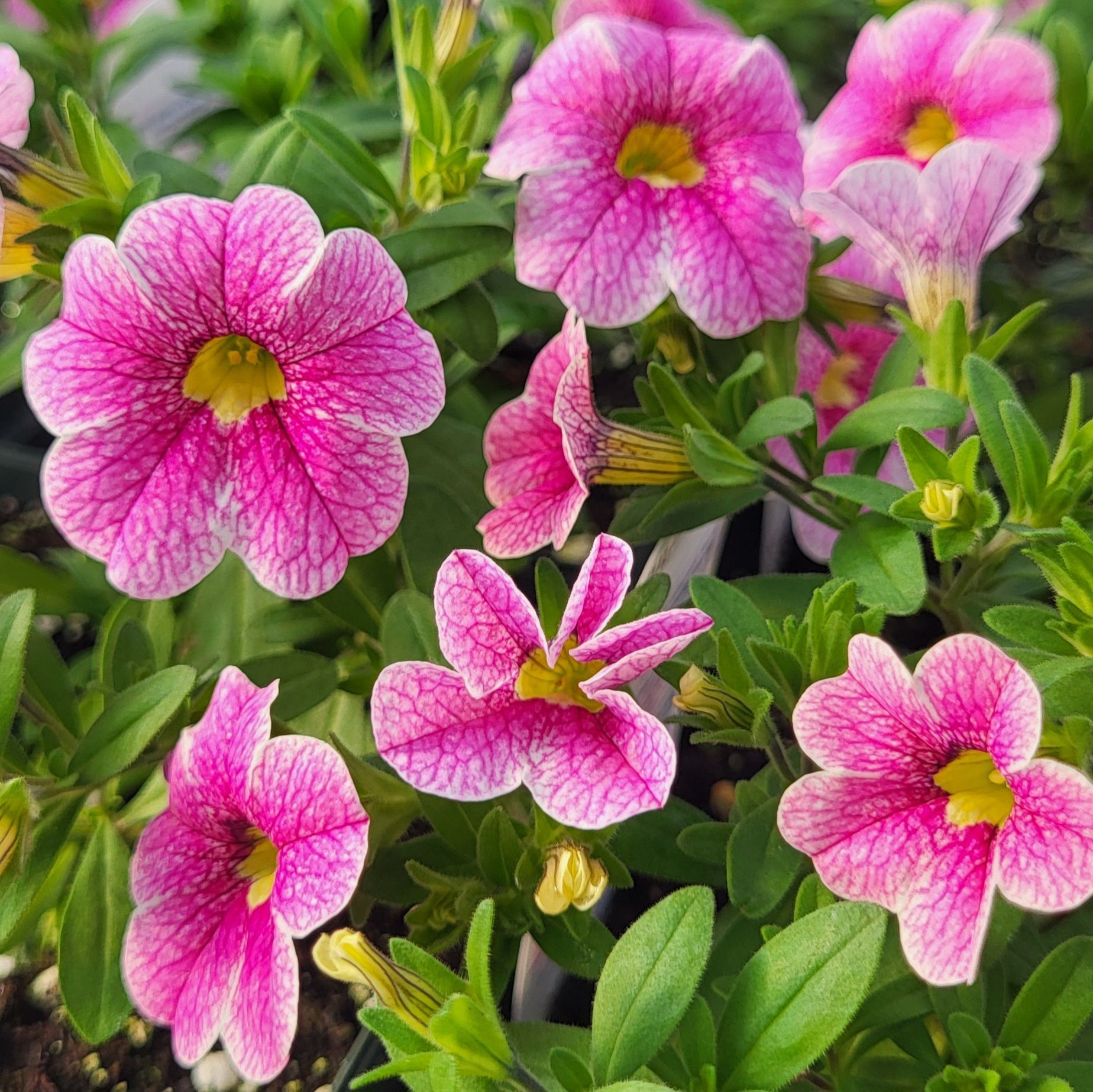 Beautiful pink and yellow Million Bells are growing at The Petal Patch greenhouse in Fremont, OH