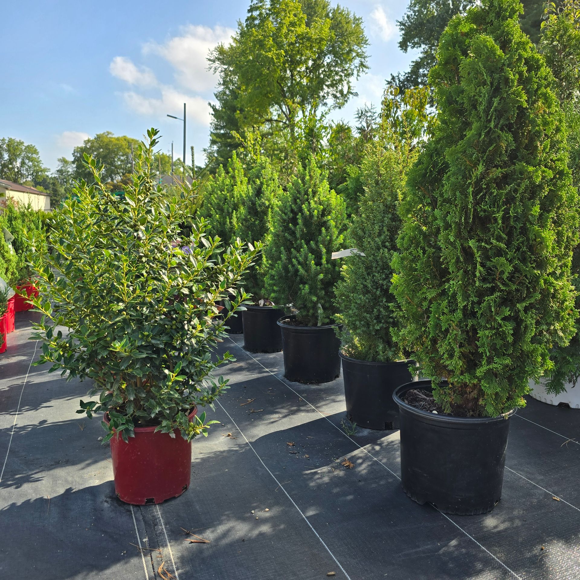 A row of potted trees are available at The Petal Patch greenhouse in Fremont, OH