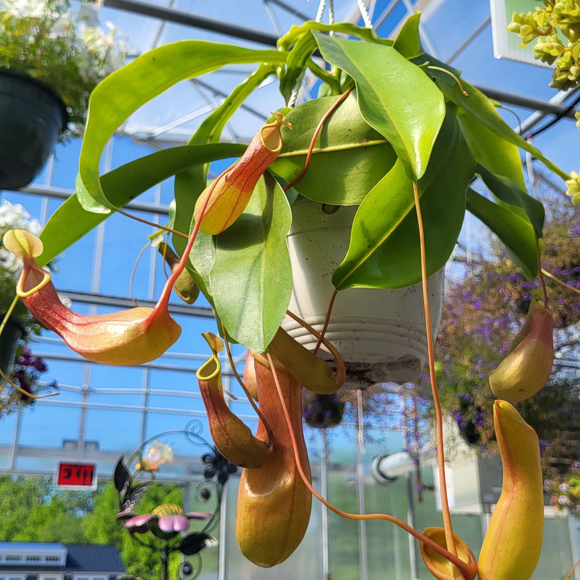 A pitcher plant is hanging from a wire at The Petal Patch greenhouse in Fremont, OH