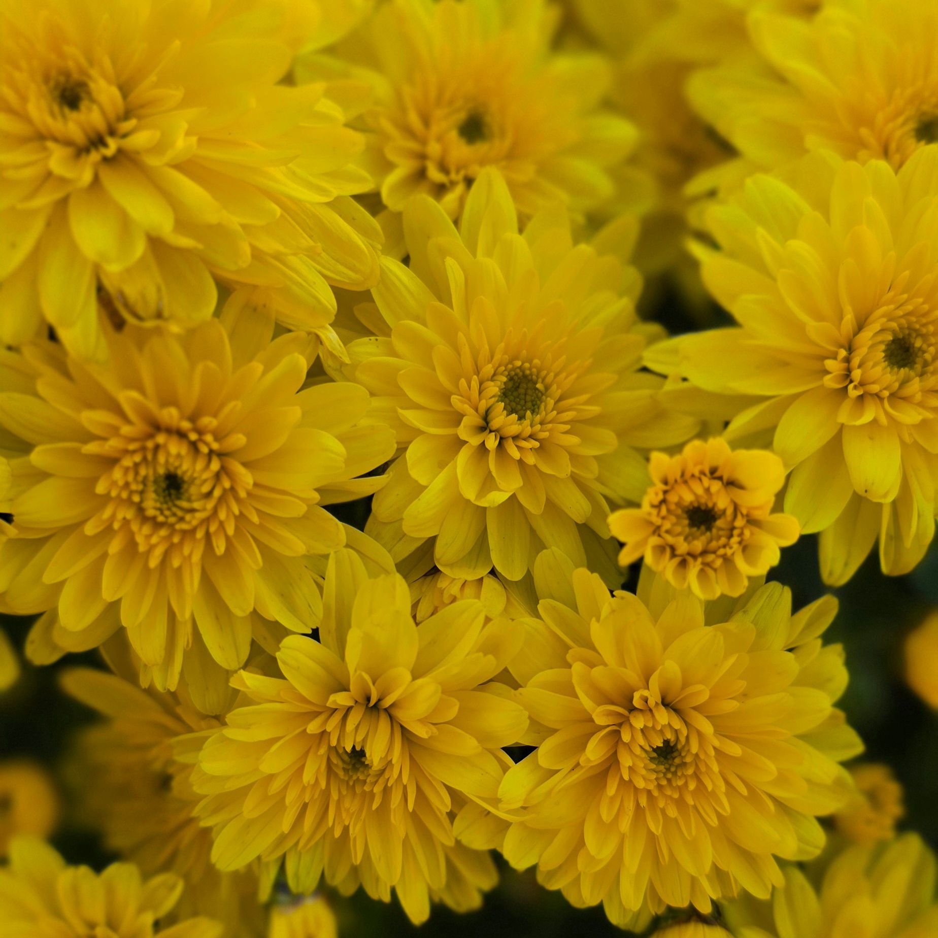 A close up of a bunch of yellow flowers at The Petal Patch greenhouse in Fremont, OH