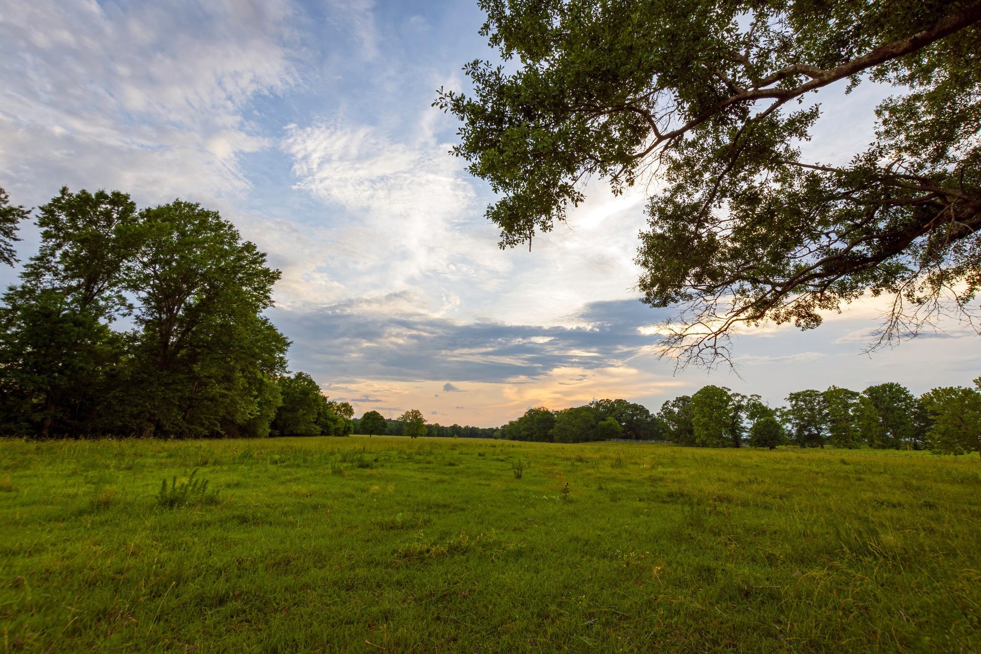 A lush green meadow under a cloudy sky at sunset, framed by the overhanging branches of a leafy tree.