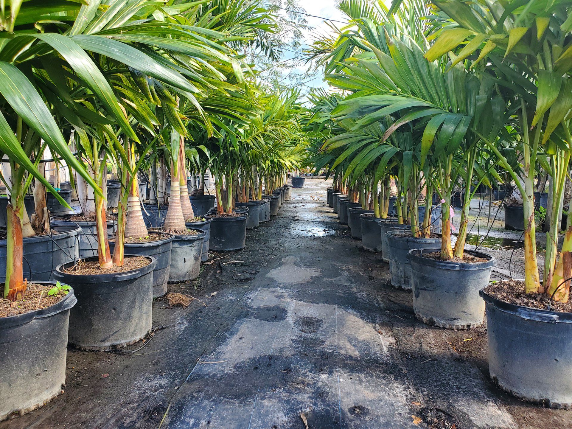 Palm Trees in Pots – Palm Bay, FL – Four C’s Nursery