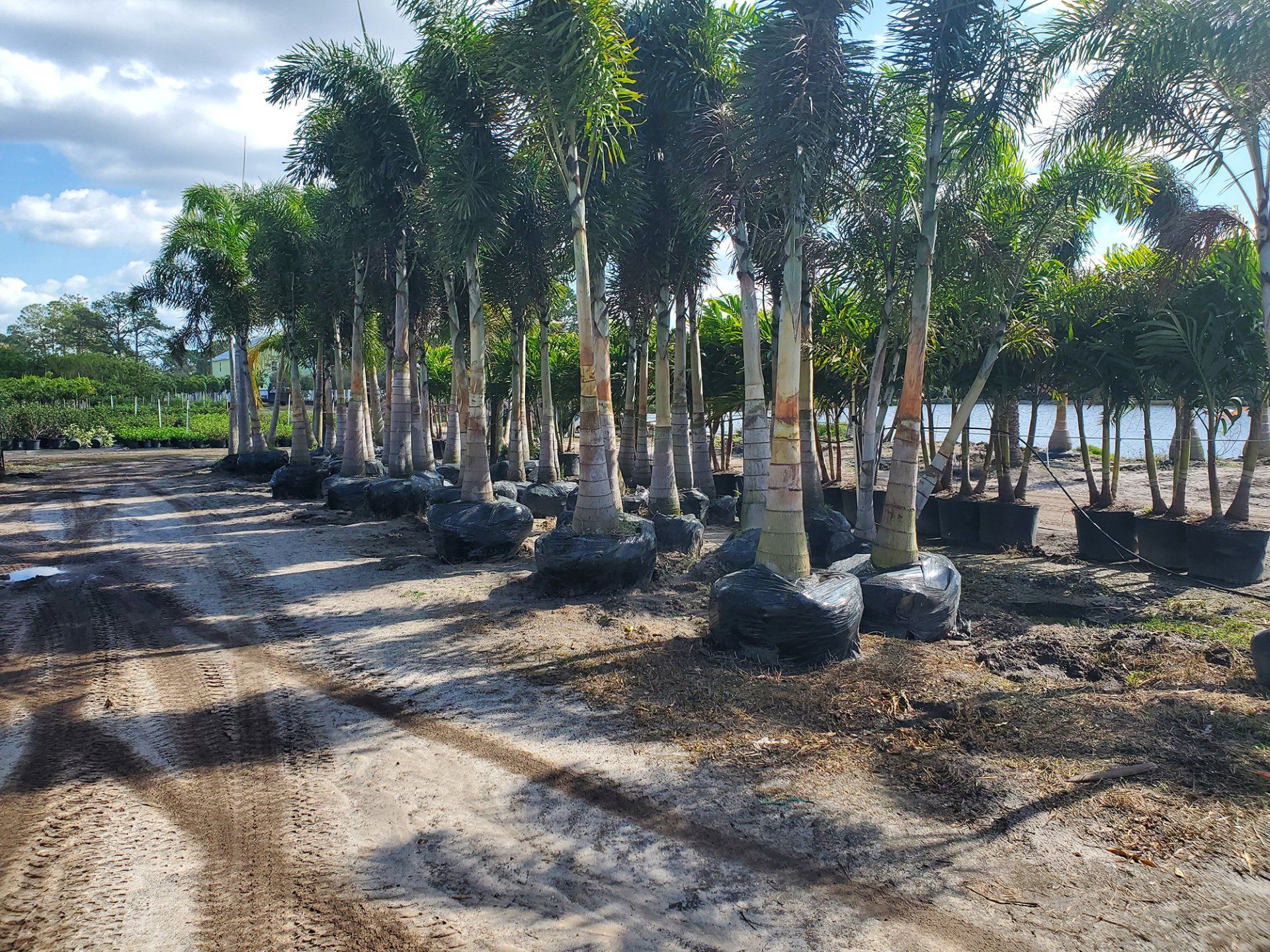 Palm Trees – Palm Bay, FL – Four C’s Nursery