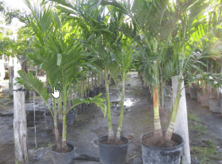 Christmas Palm – Palm Bay, FL – Four C’s Nursery