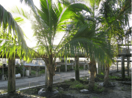 Coconut Palm – Palm Bay, FL – Four C’s Nursery
