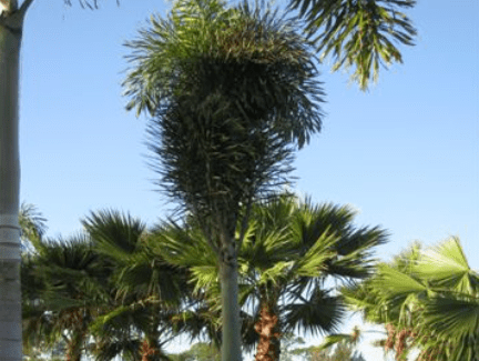 Foxtail Palm – Palm Bay, FL – Four C’s Nursery