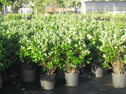 Green Ligustrum – Palm Bay, FL – Four C’s Nursery