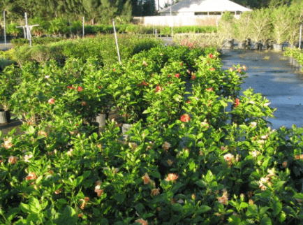 Hibiscus – Palm Bay, FL – Four C’s Nursery