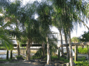 Queen Palm – Palm Bay, FL – Four C’s Nursery