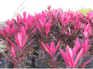 Cordyline Fruticosa Red Sister Ti – Palm Bay, FL – Four C’s Nursery