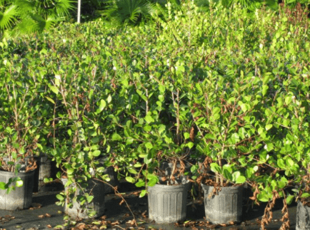 Red Tip Cocoplum – Palm Bay, FL – Four C’s Nursery