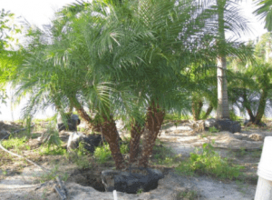 Pygmy Date Palm – Palm Bay, FL – Four C’s Nursery
