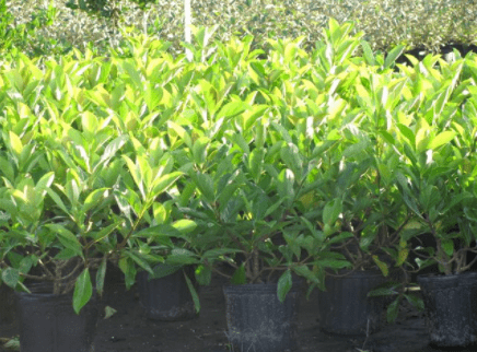 Mirror Leaf Viburnum – Palm Bay, FL – Four C’s Nursery