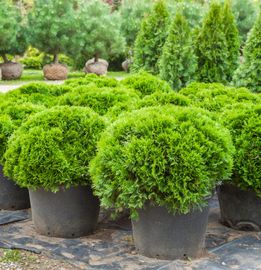 Cypresses Plants – Palm Bay, FL – Four C’s Nursery