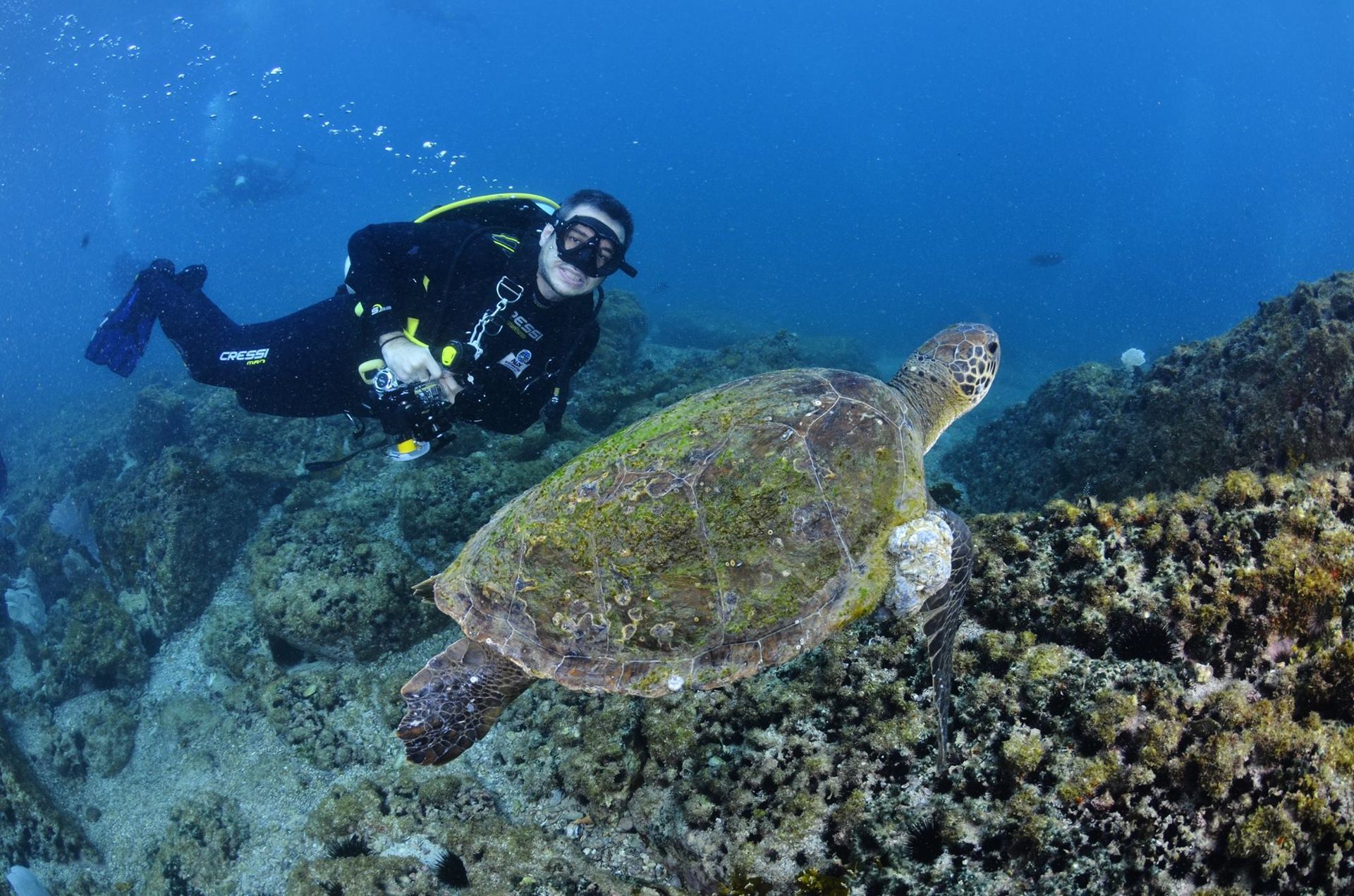 Mergulho com Tartaruga Marinha