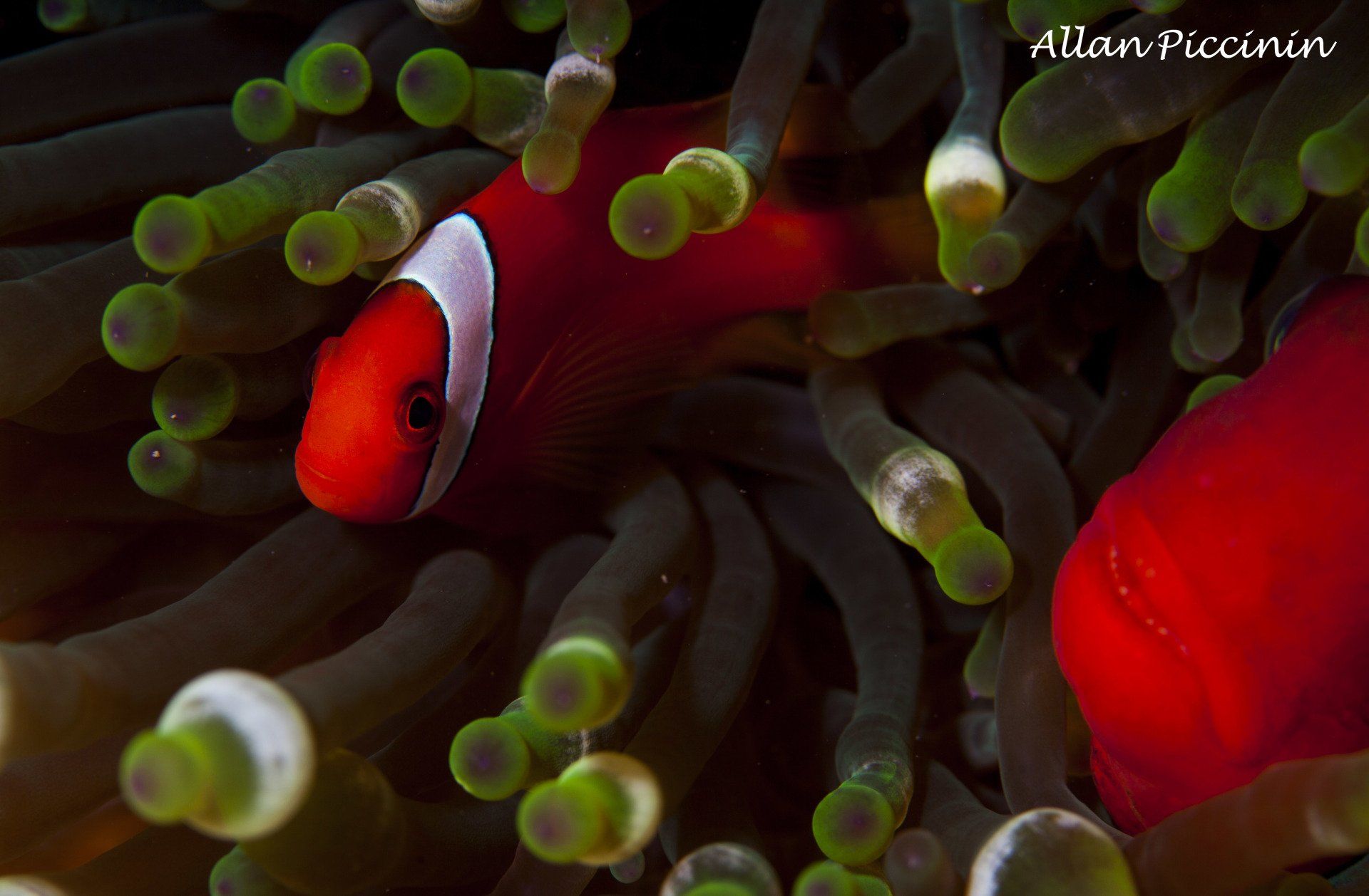 Peixe palhaço tomate - Nemo nas Filipinas