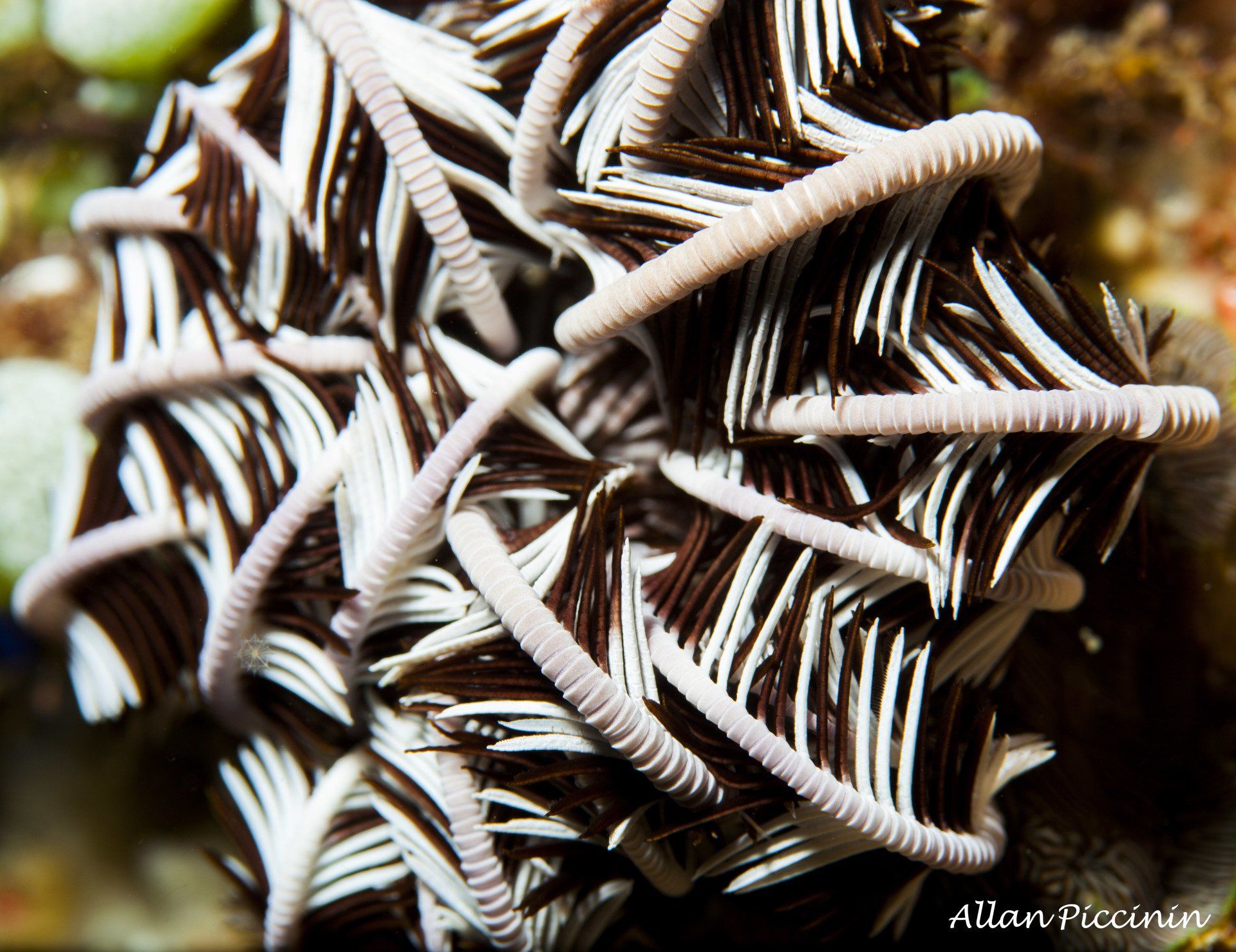 Estrela de cesto - Indo-pacifico