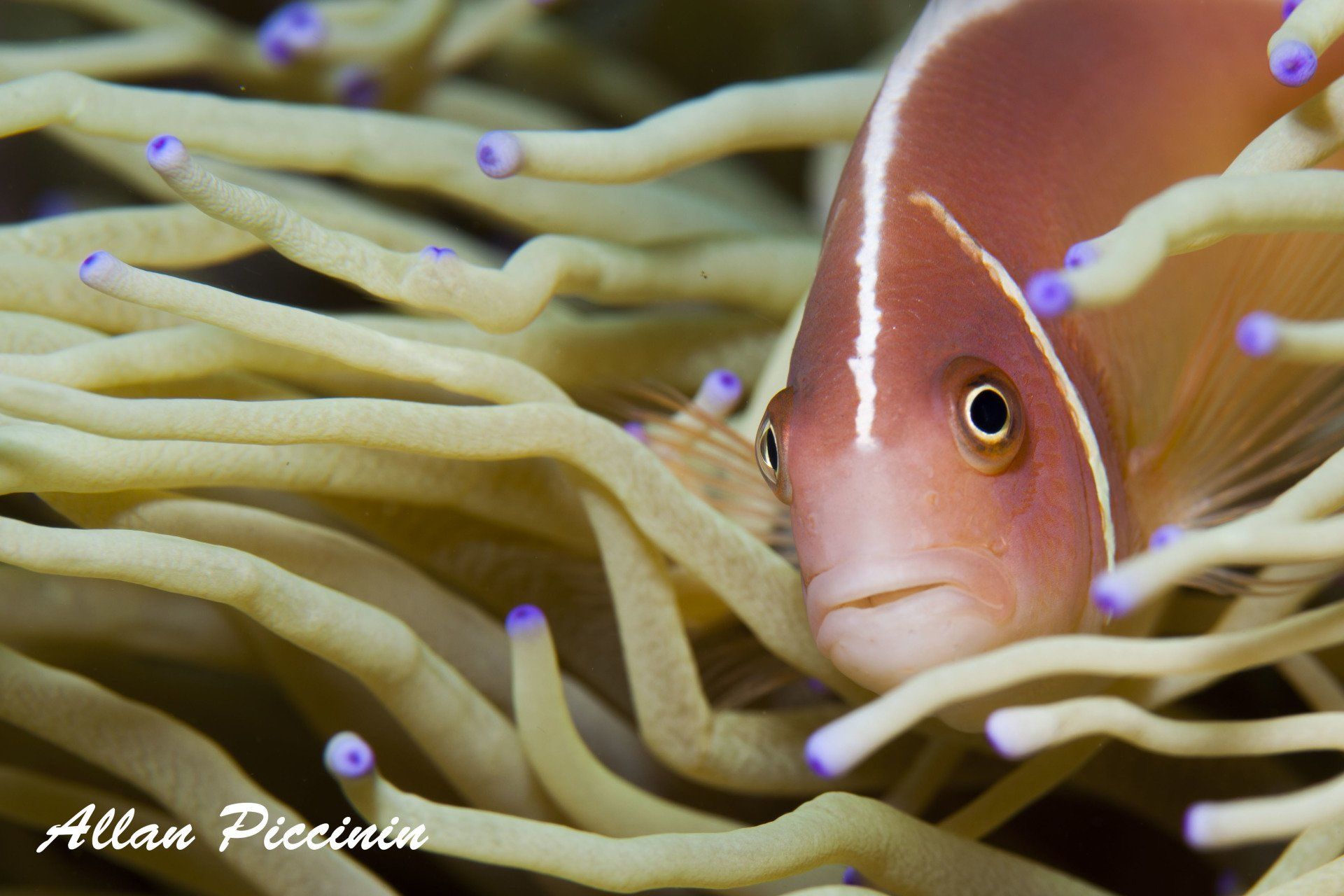 Peixe Palhaço Rosado nas Filipinas