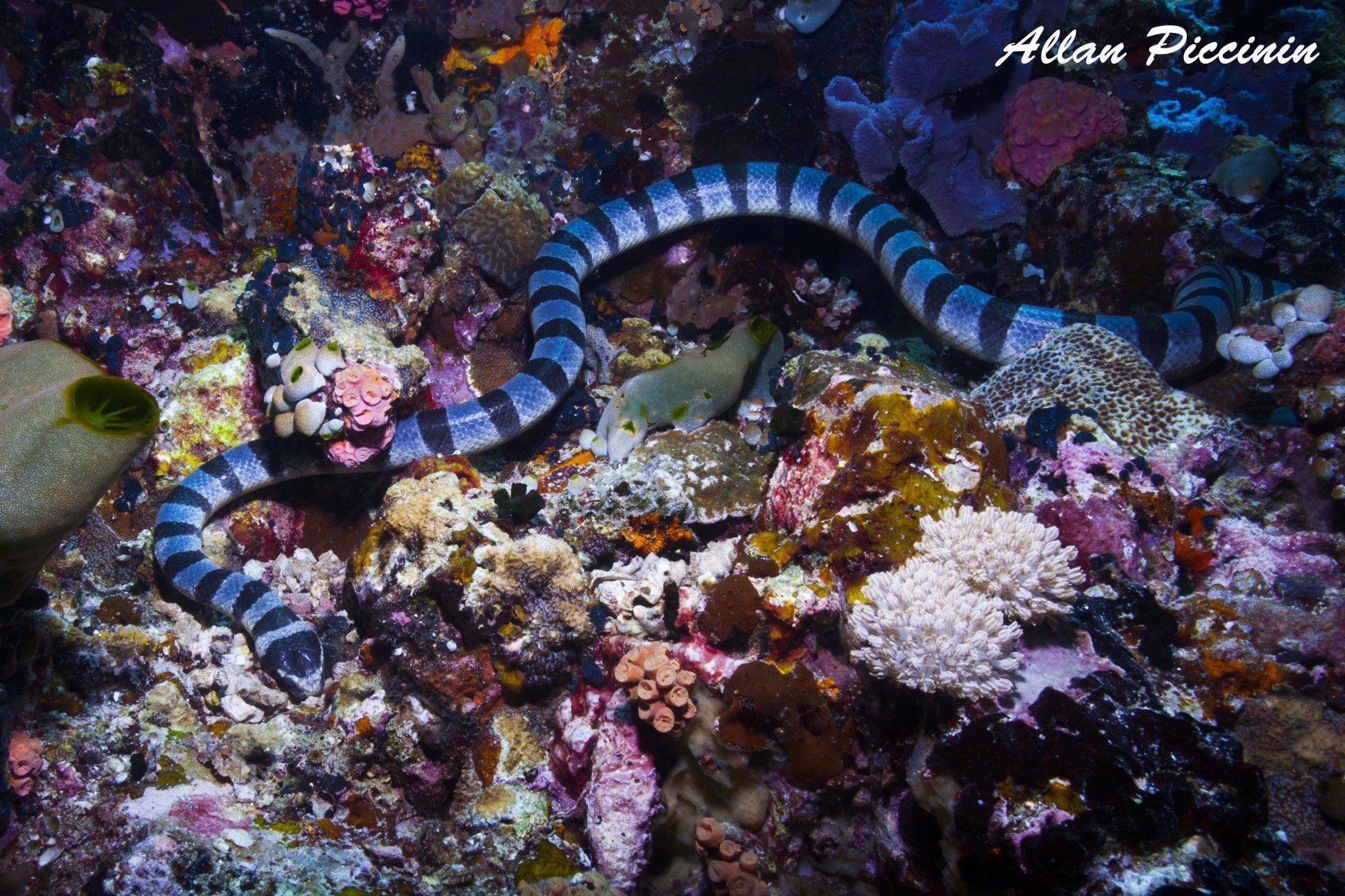 Mergulho com serpente marinha - Filipinas