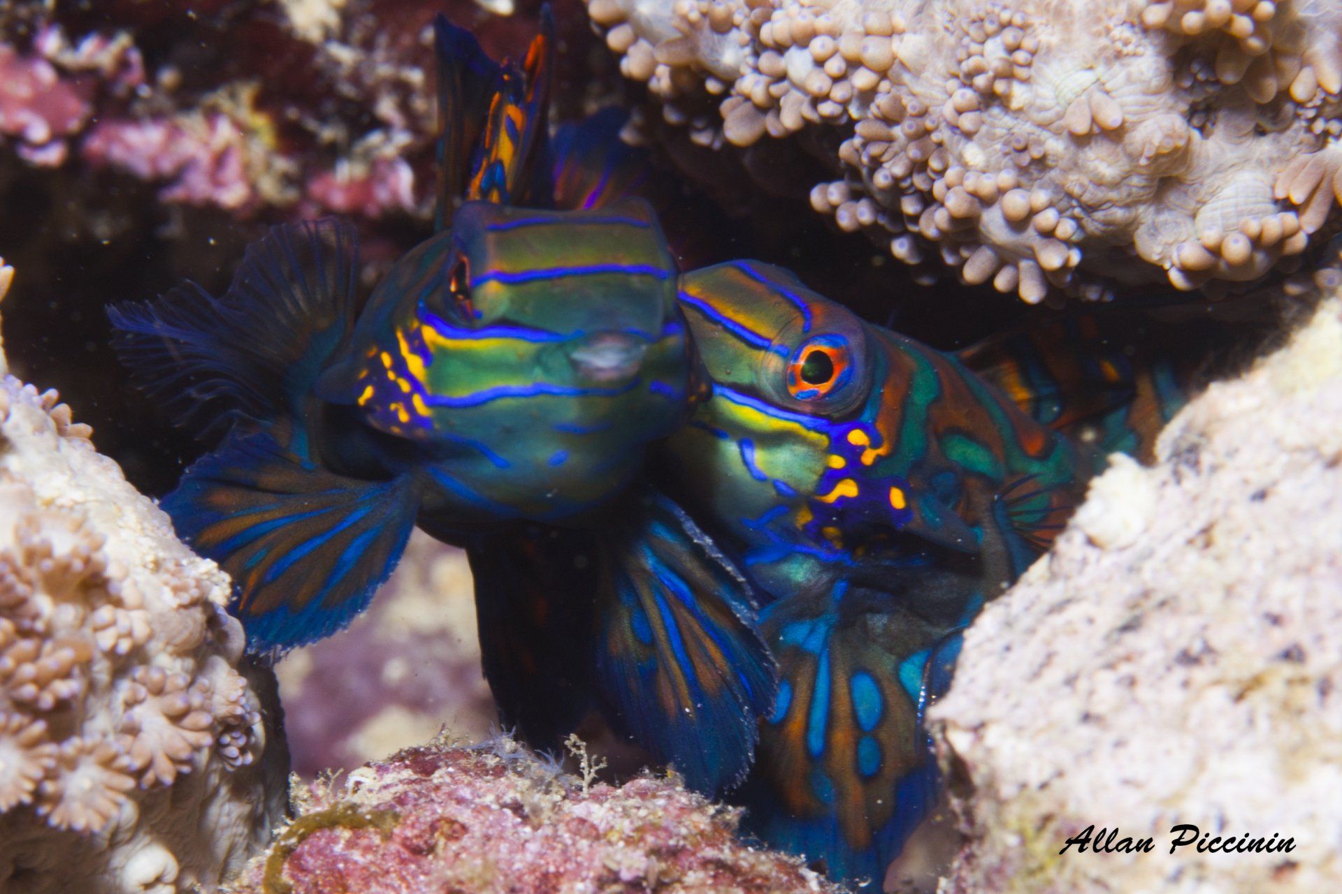 Casal de peixe mandarim acasalando