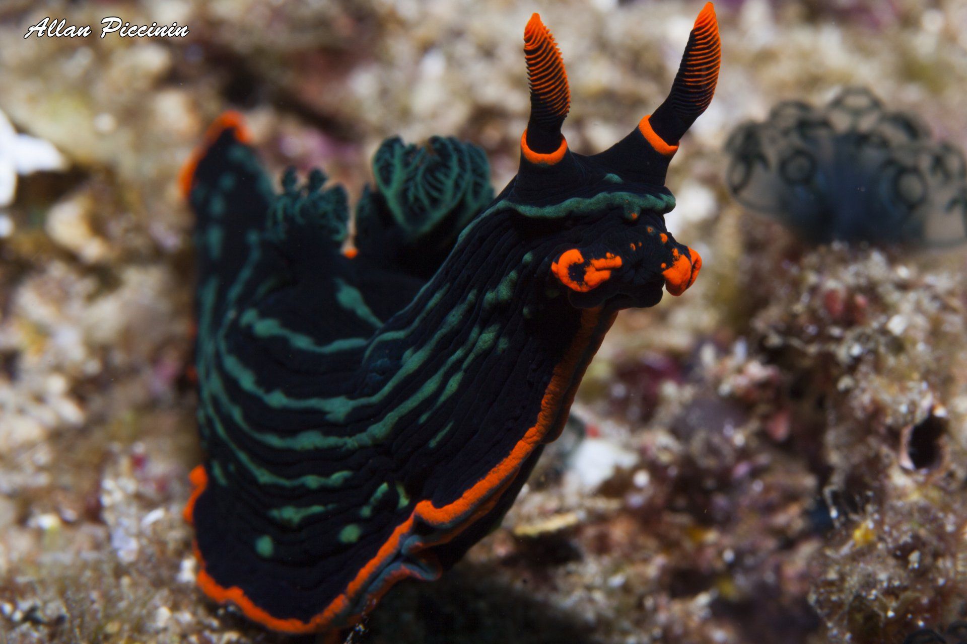 Nudibranquio nas Filipinas