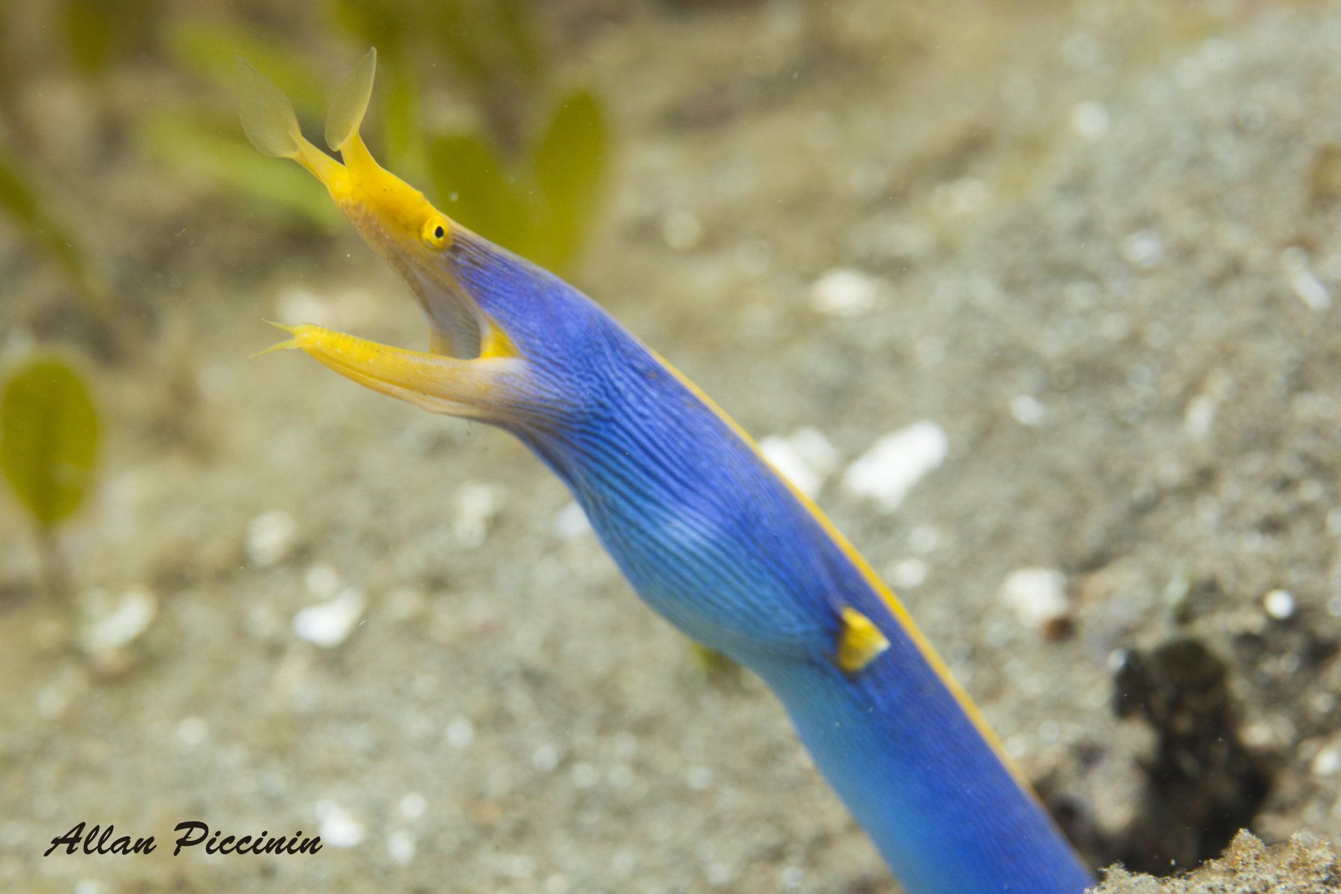 Ribbon eel - uma espécie de moreia colorida