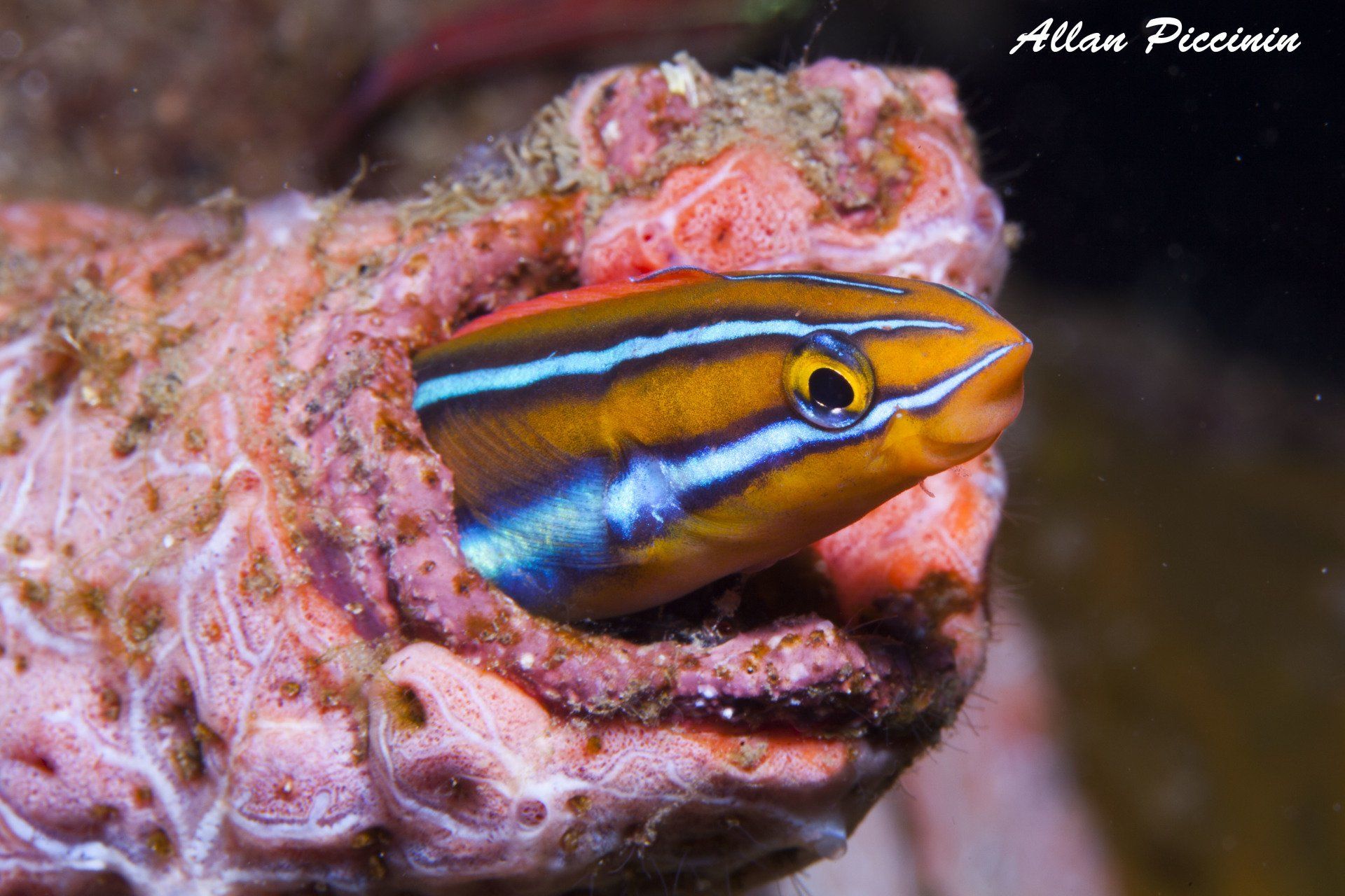 Gobie no Indo-pacifico