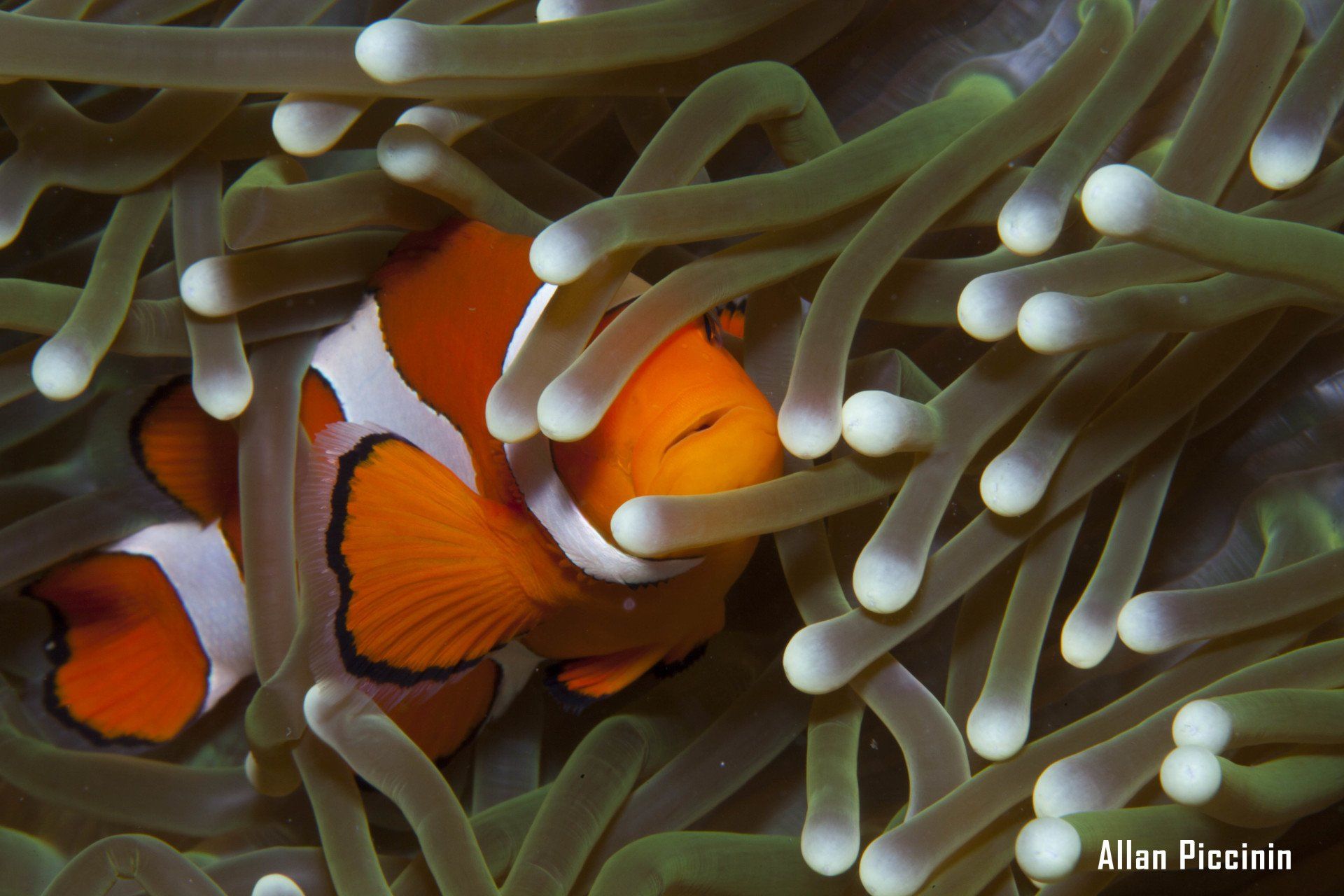 Peixe-palhaço NEMO nas Filipinas Indo-pacifico