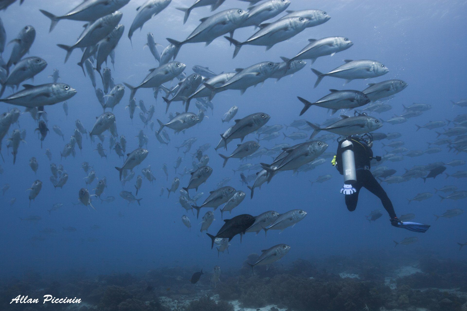 Mergulho com Atum nas Filipinas