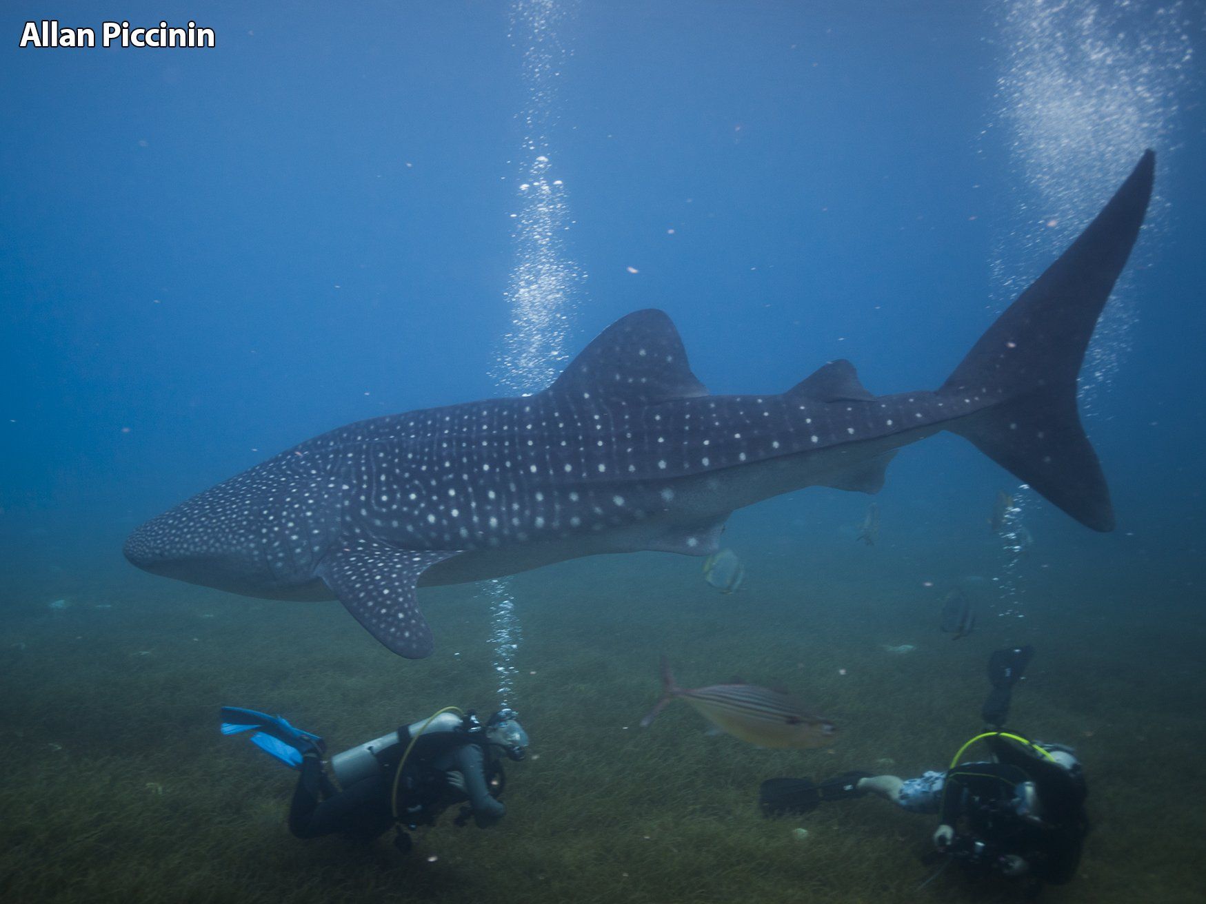Tubarão Baleia em Cebu-Filipinas