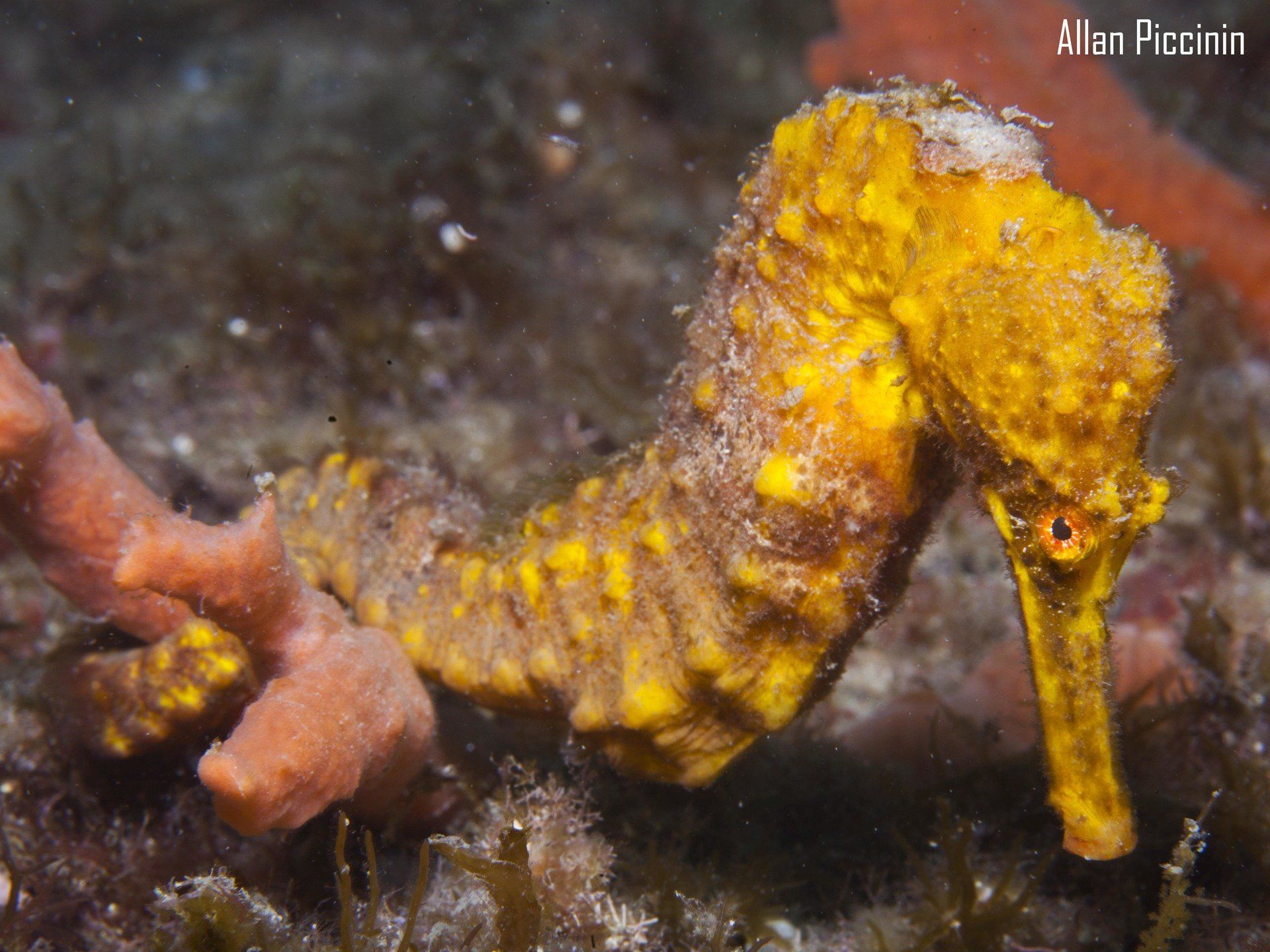 Cavalo Marinho em Angra dos Reis-RJ na base da Toca do Mergulhador/Aquamaster