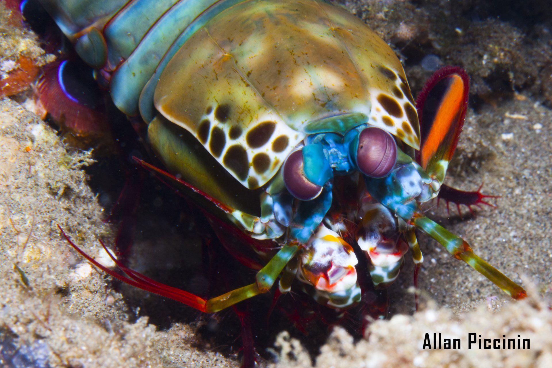 Mantis Schrimp a lagosta boxeadora