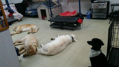 pet groomer twin tails cageless grooming