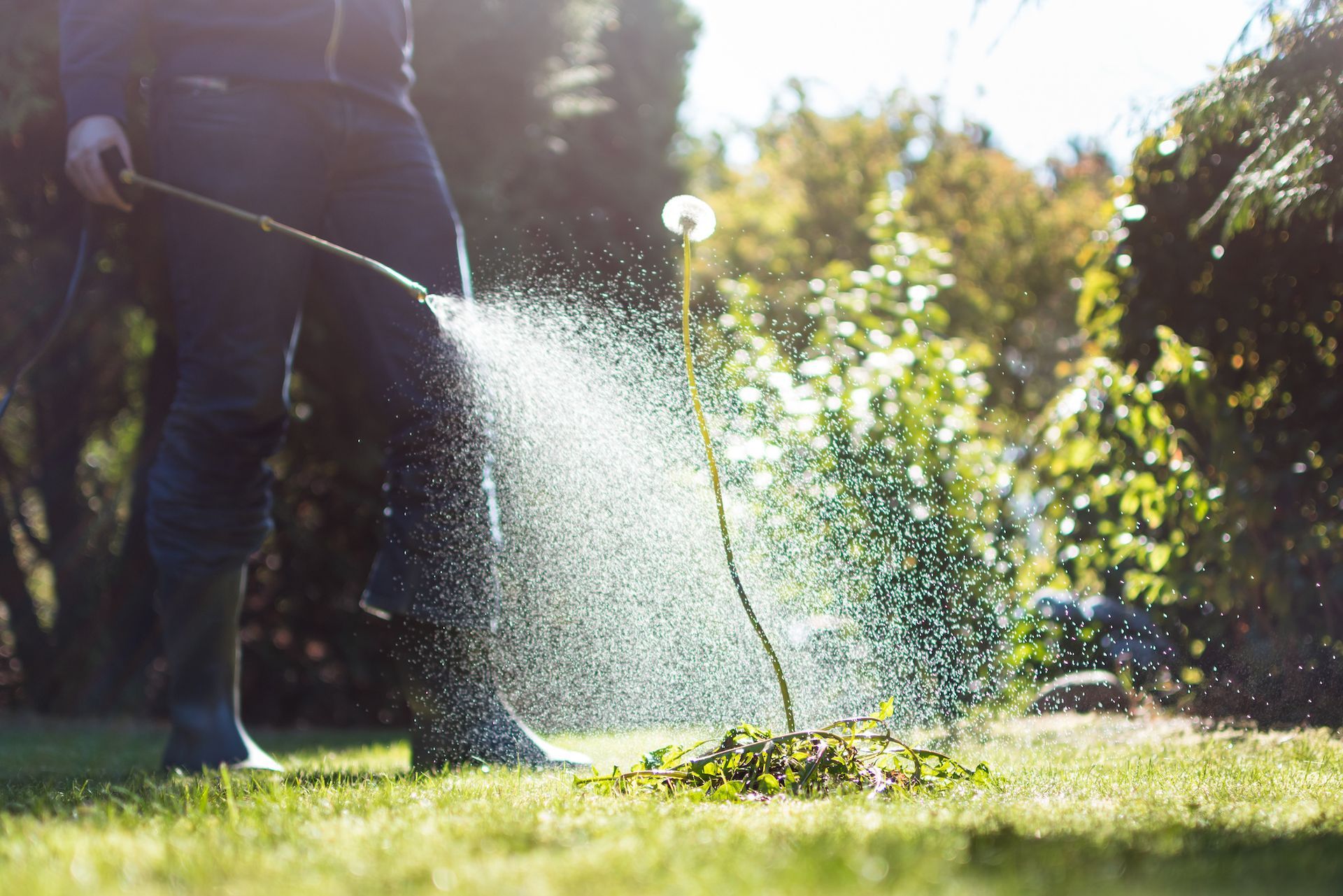 Person spraying weed killer on a dandelion in a grassy yard.