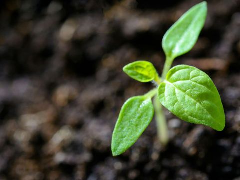 A small green plant is growing out of the ground