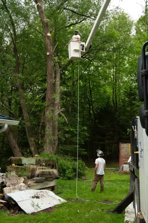 Arborist in bucket truck trimming a tall tree; another worker on ground. Green grass and forest.